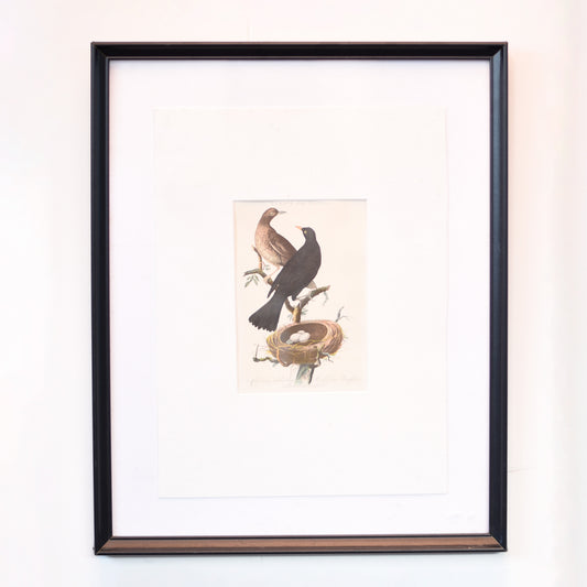 Art｜【Turdus merula Printed in 1940】　