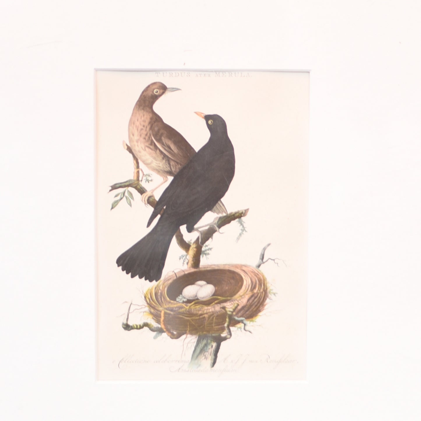 Art|【Turdus merula Printed in 1940】